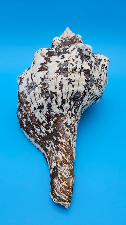 Horse Conch Shell 11.75" Triplofusus giganteus Dark Textured Coastal Display