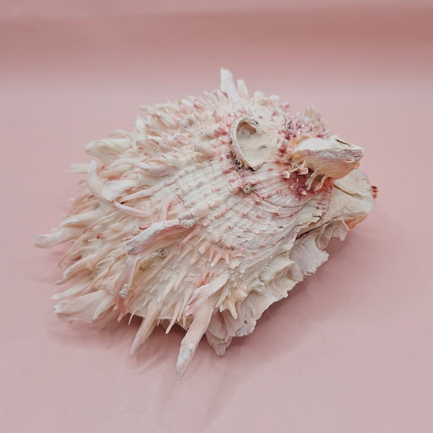 Large Hinged Spondylus Shell – 5" Blush Pink Spiny Ocean Display Spiny Thorny Oyster