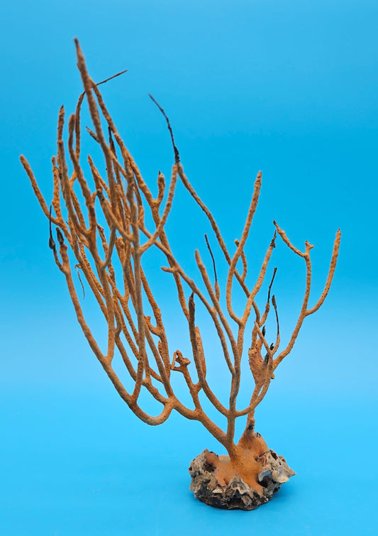 Vintage Gulf of Mexico Sea Whip Coral Leptogorgia virgulata 9x6x2.25