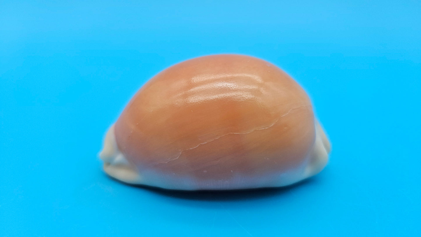 Golden Cowrie Shell – Lyncina aurantium – 3" Display Seashell