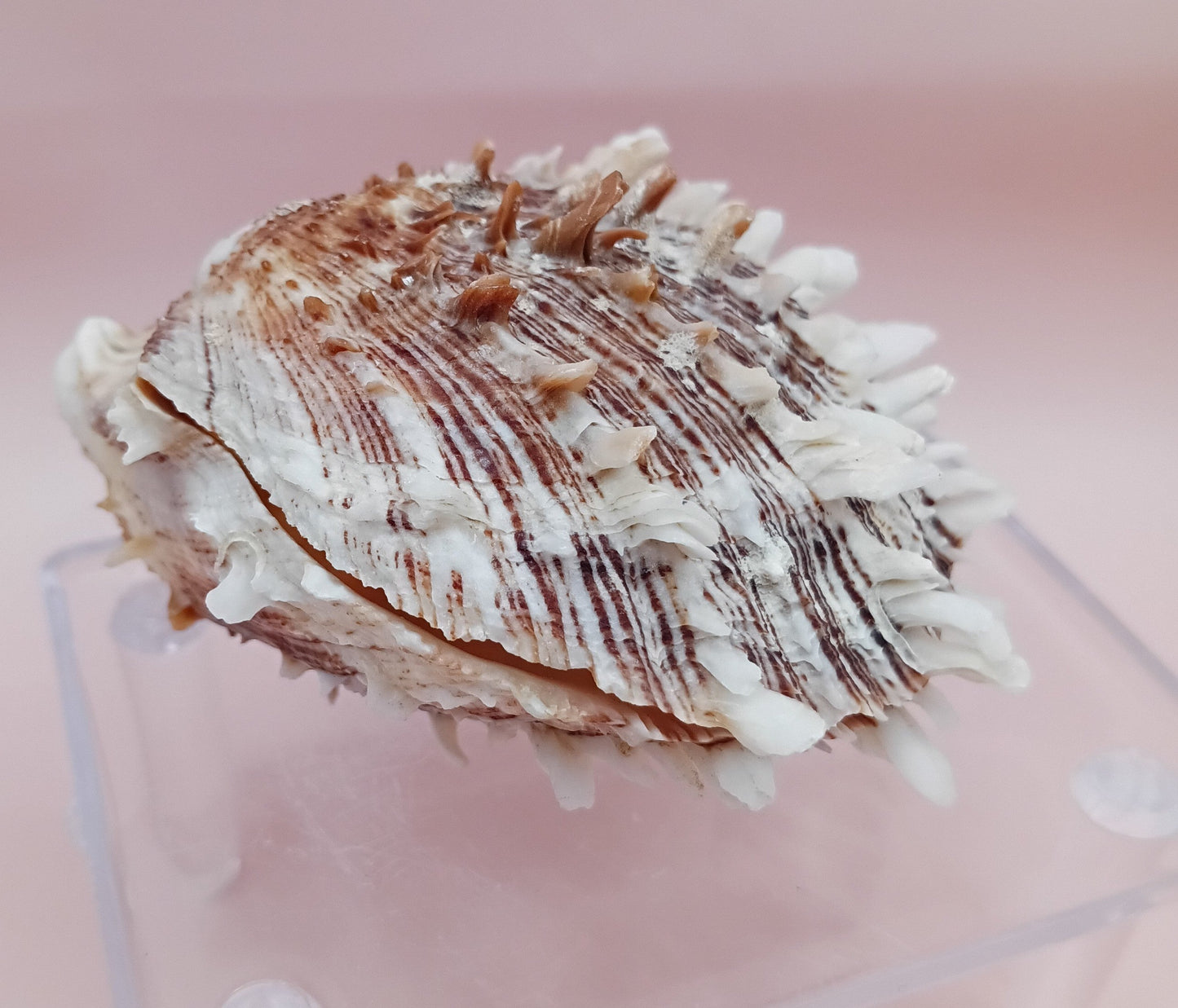 Natural Hinged Spondylus Shell – 2.8" x 2.2" – Spiny Display Shell