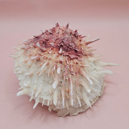 Spondylus Shell – 4" Pink & White Coastal Display Spiny Thorny Oyster Bivalve