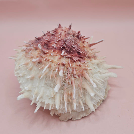 Spondylus Shell – 4" Pink & White Coastal Display Spiny Thorny Oyster Bivalve