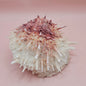 Spondylus Shell – 4" Pink & White Coastal Display Spiny Thorny Oyster Bivalve