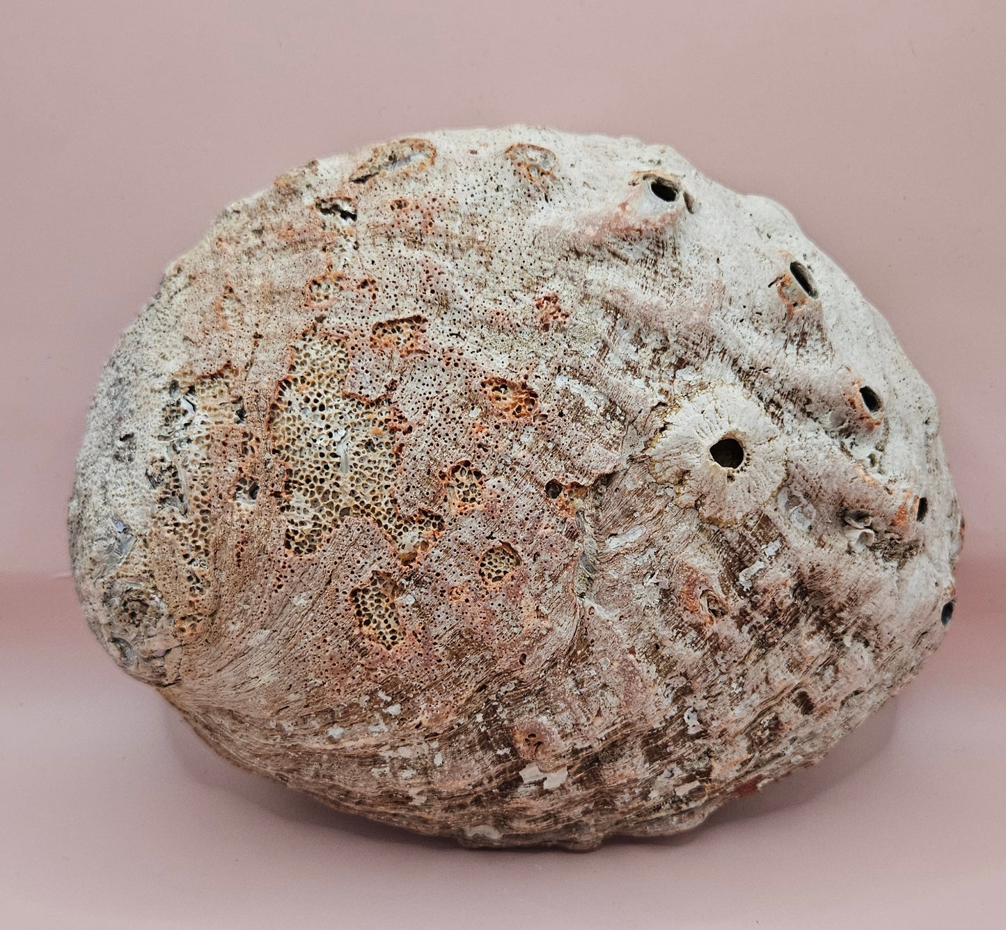 Large Red Abalone Shell – Iridescent Display Shell 8.5"