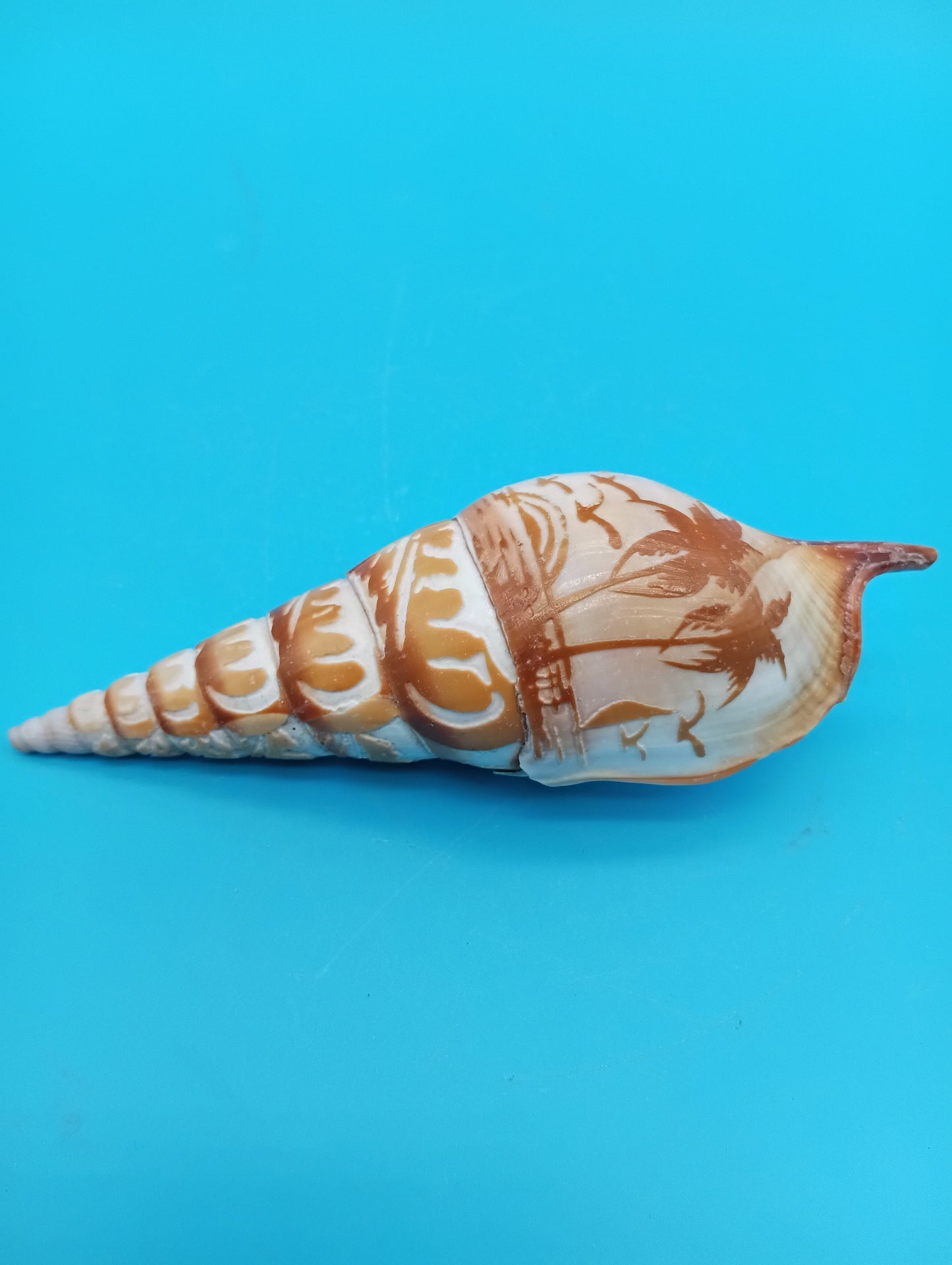 Carved Tibia Shell with Palm Tree Scene – 4.4"