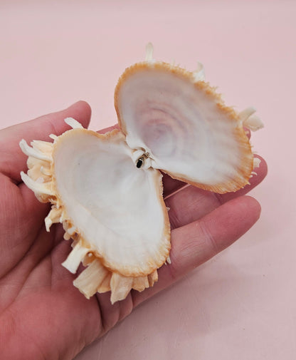 Hinged Spondylus Shell – 3" Bivalve Display with Spiny Texture