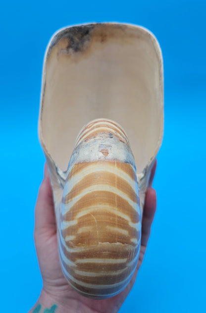 Tiger Nautilus Display Shell – 7.3"