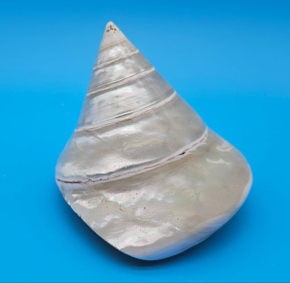 Pearled Trochus Niloticus Shell 4" Polished Spiral Display Shell with Iridescent Finish
