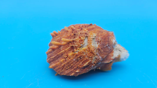 Fused Spiny Spondylus Shell 2.6" – Bright Orange Coastal Display Shell