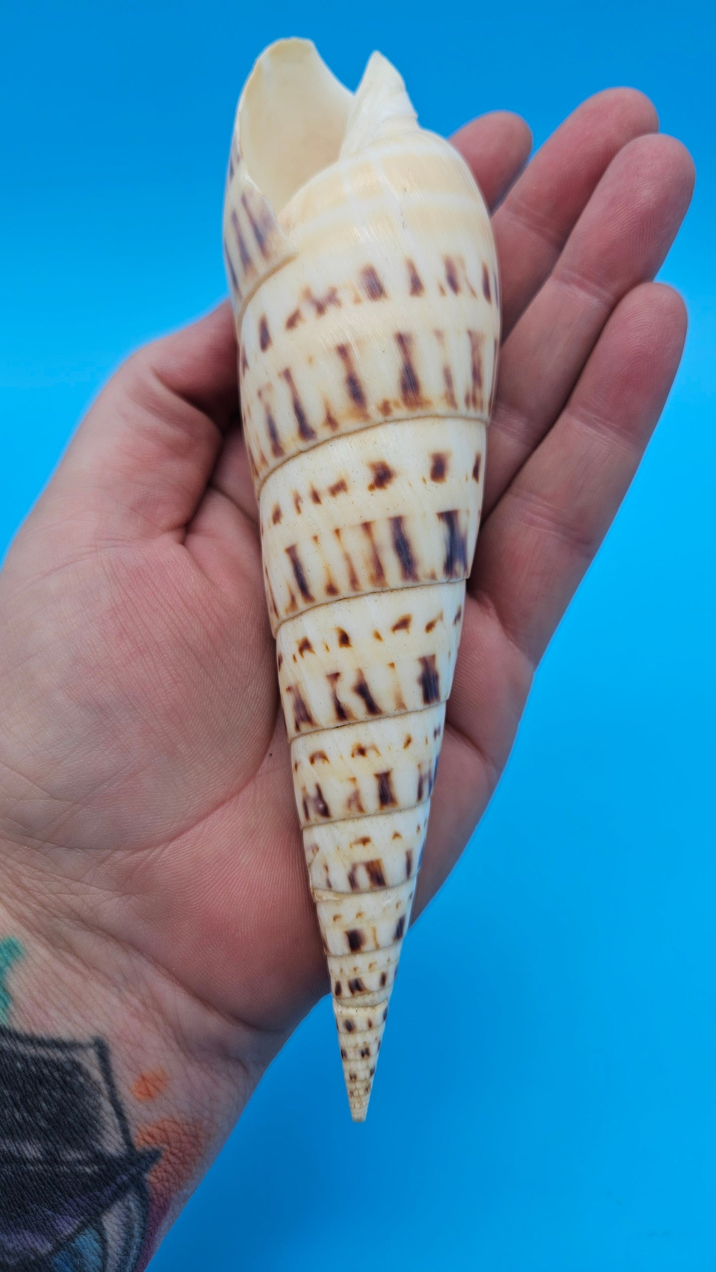 Marlin Spike Display Shell (Terebra maculata) 6.7" – Premium Coastal Decor Specimen