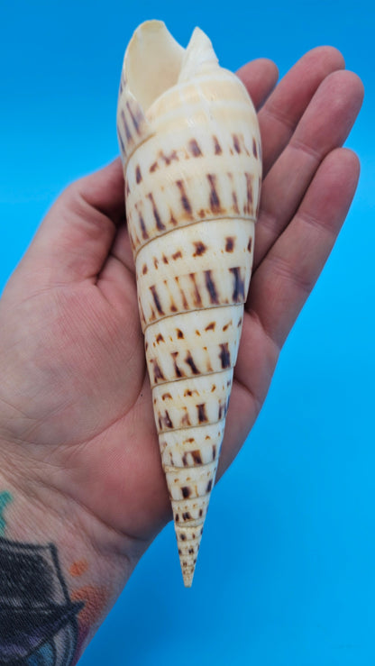 Marlin Spike Display Shell (Terebra maculata) 6.7" – Premium Coastal Decor Specimen