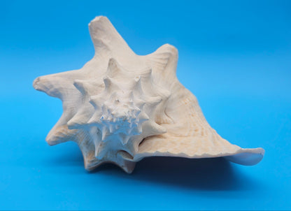 Large Non-Pierced Queen Conch Display Shell - Premium Coastal Home Decor Specimen (Strombus Gigas)