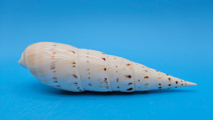 Polished Marlin Spike Display Shell – Premium Coastal Home Decor Specimen 7.2" (Terebra maculata)