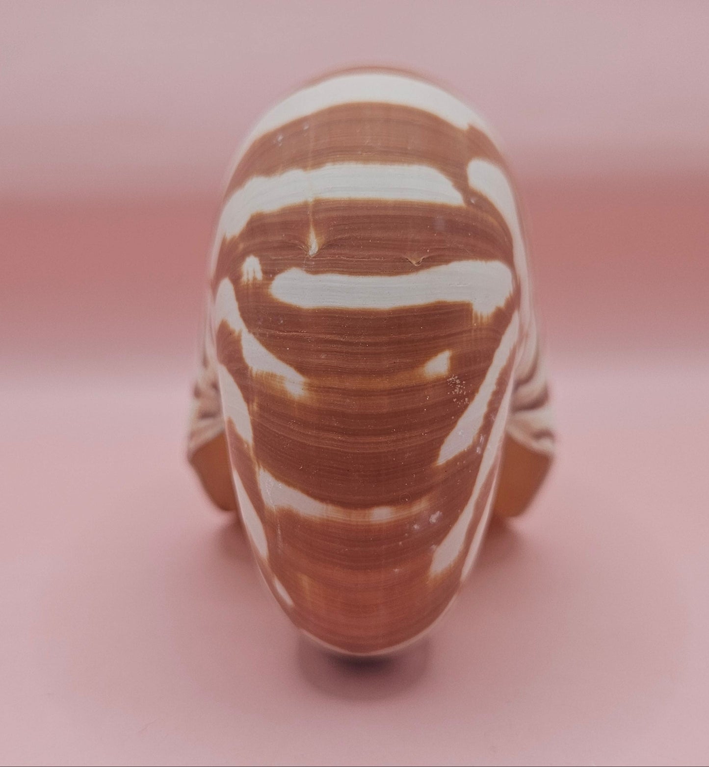 Tiger Nautilus Shell – Striking Natural Ocean Decor 4"