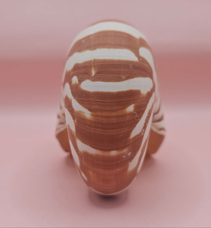 Tiger Nautilus Shell – Striking Natural Ocean Decor 4"