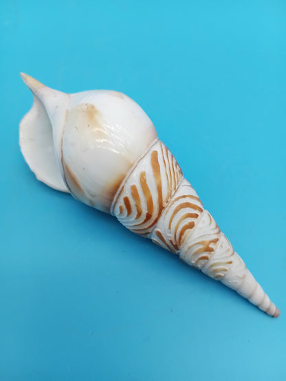 Carved Tibia Shell with Seagull Scene – 4.7"