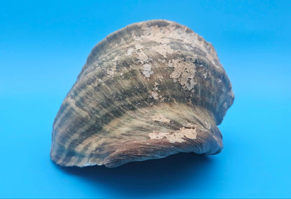 Large Raw Marmoratus Turban Shell Display - Premium Coastal Home Decor Specimen