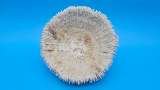 Vintage Mushroom Coral with Natural Growth – Ivory Coastal Specimen Decor 6.5" x 4"