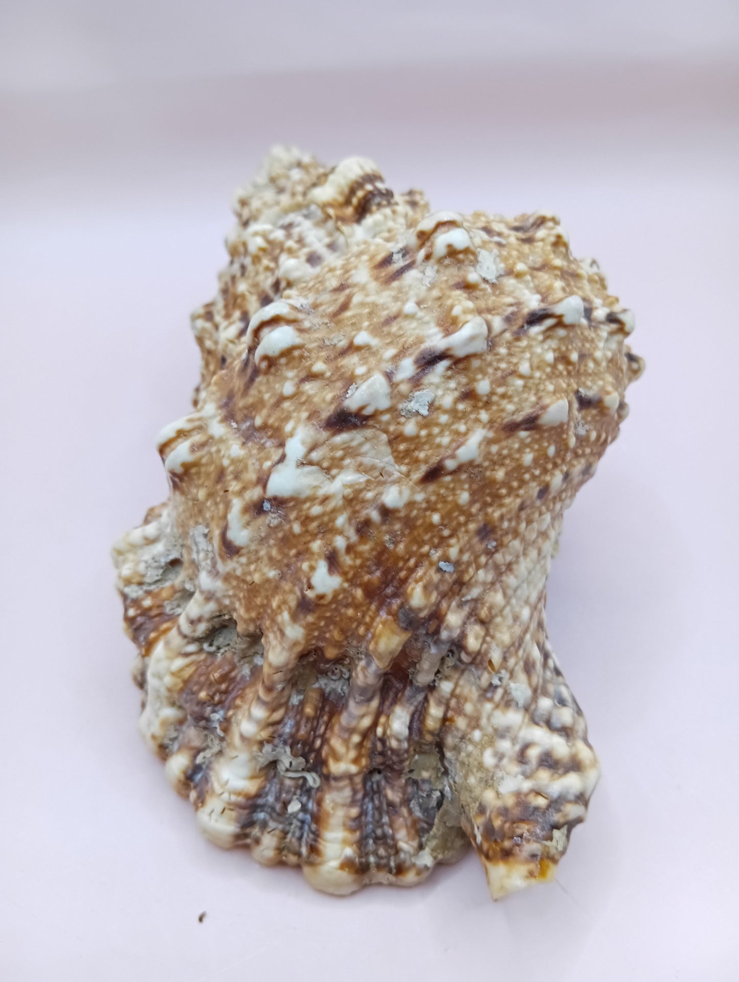 Natural Frog Conch Shell – 6.8" Coastal Display Bursa Bulba Tutufa bubo
