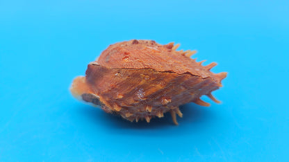 Fused Spiny Spondylus Shell 2.6" – Bright Orange Coastal Display Shell