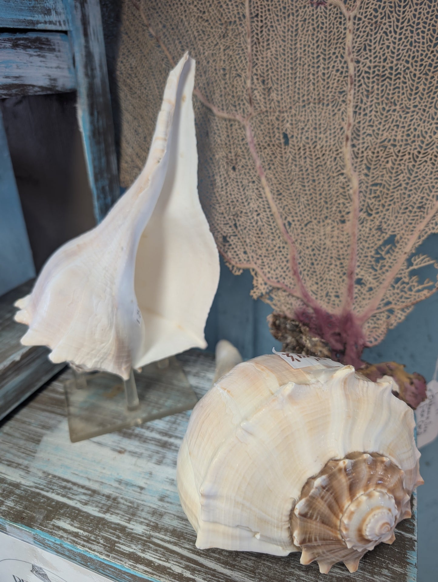 Texas State shell lightning whelk 7-9"