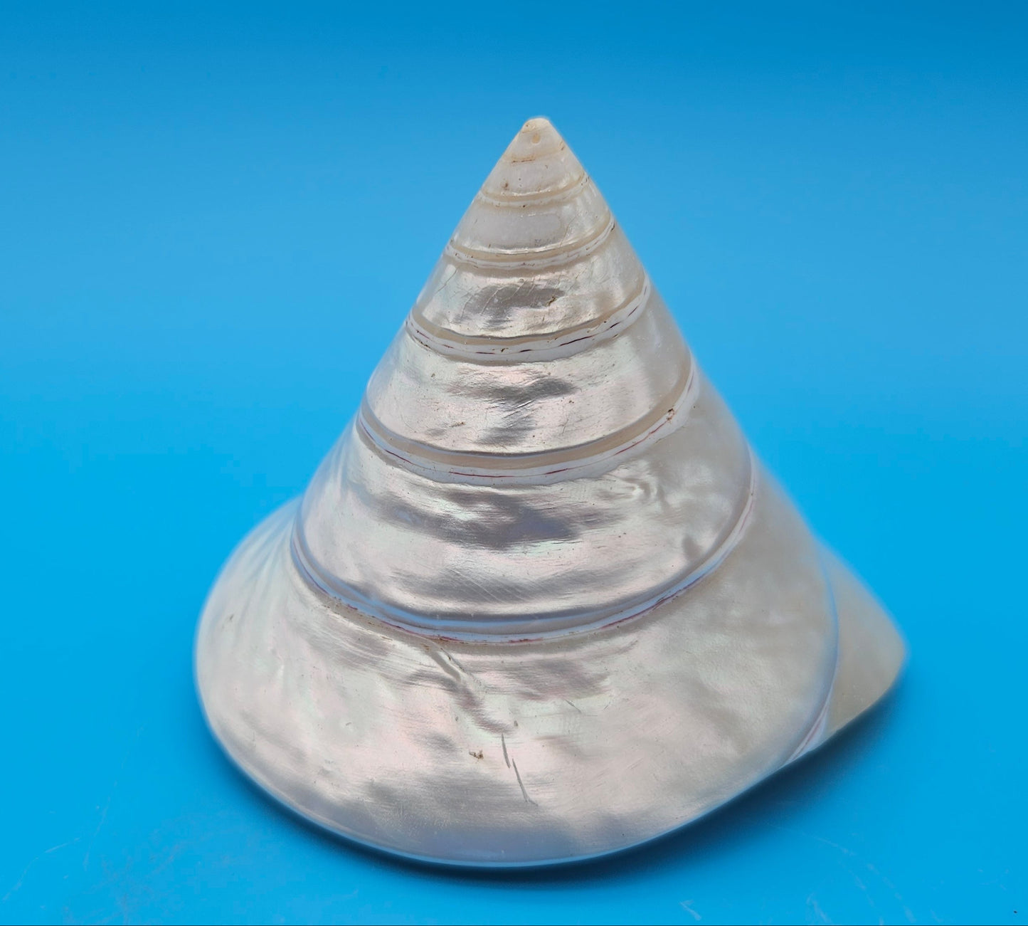 Pearled Trochus Niloticus Shell 3.9" Polished Spiral Display Shell with Iridescent Finish