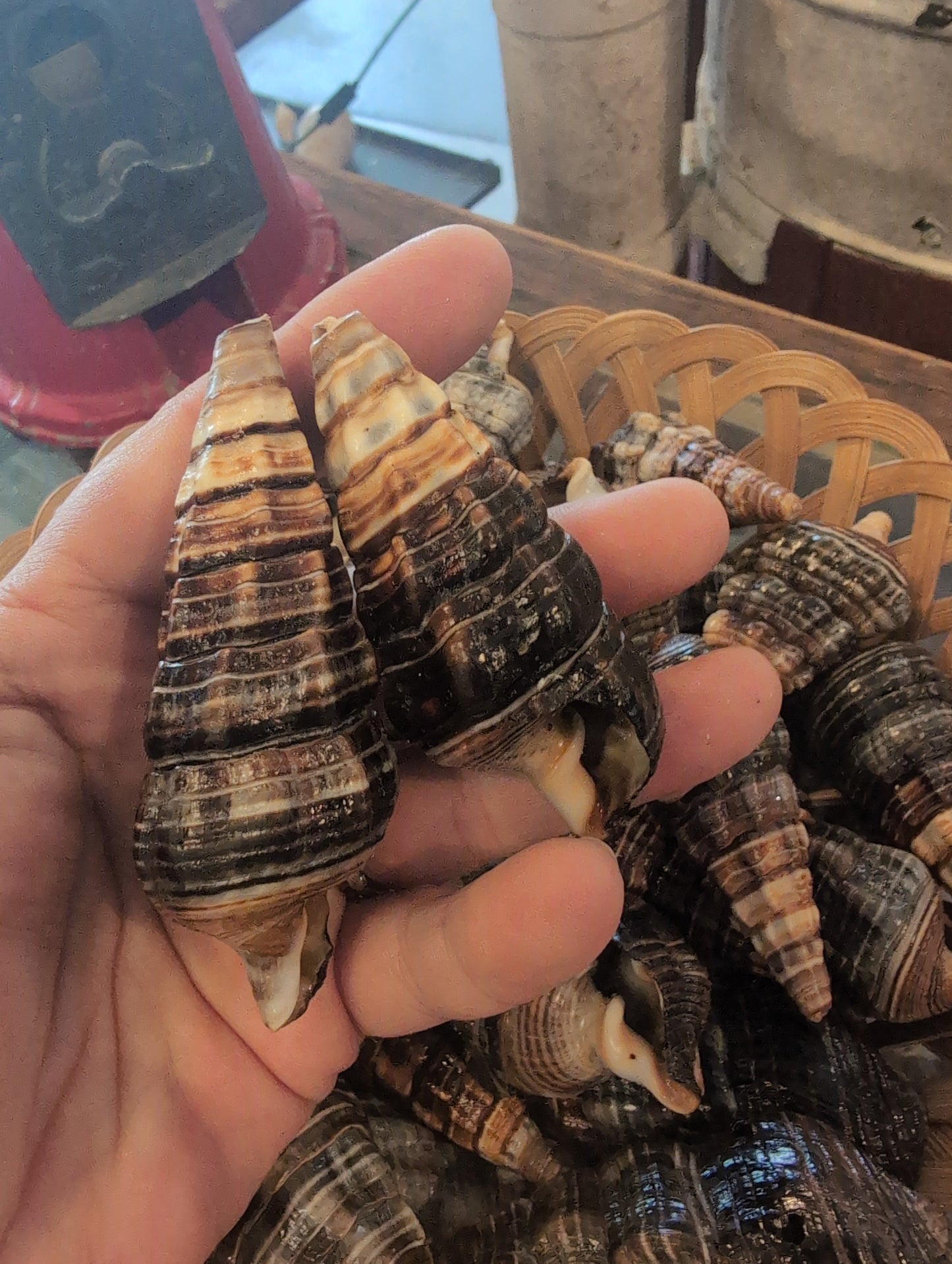 Giant Mangrove Whelk - Terebralia Palustris