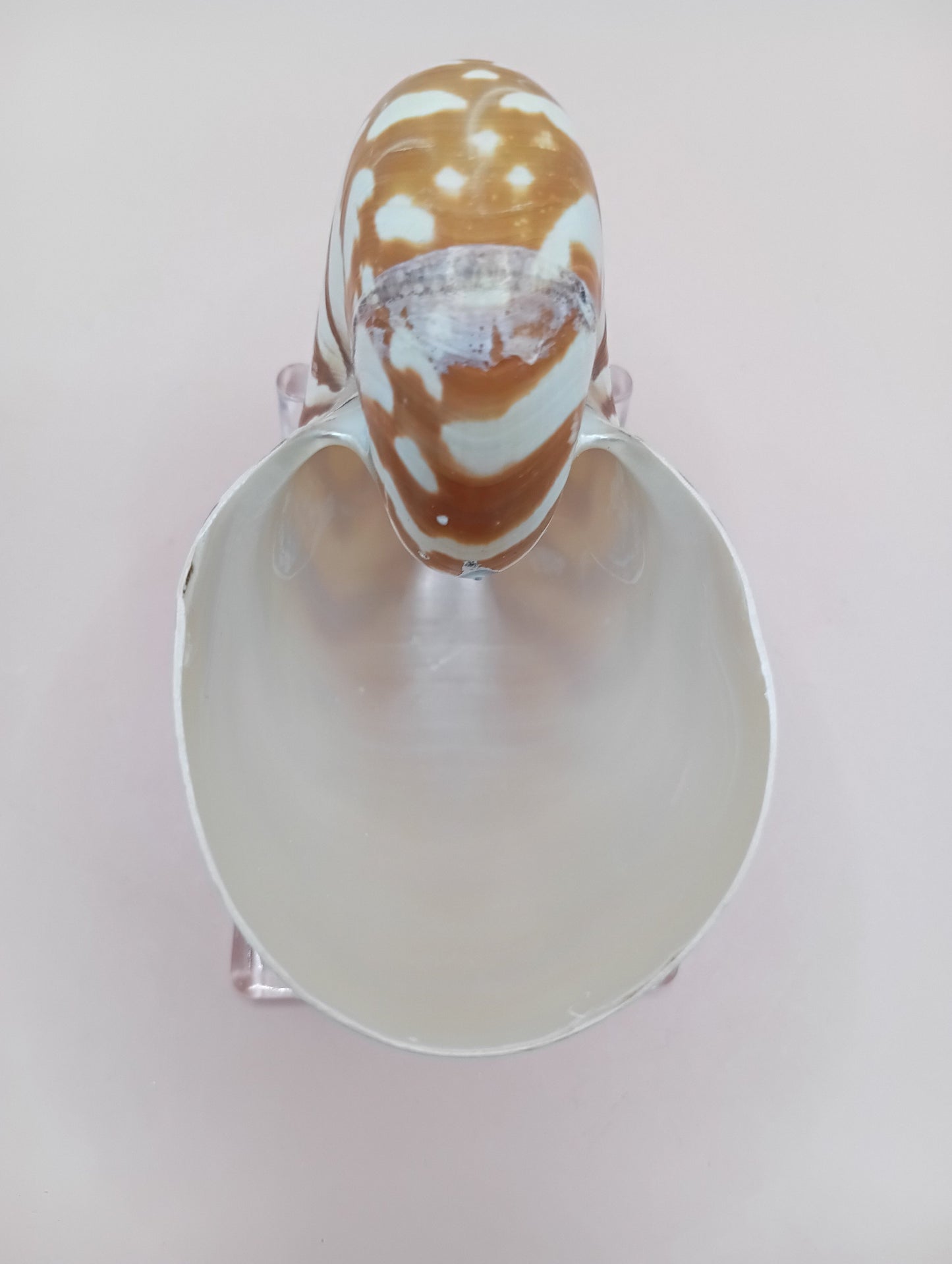 Tiger Nautilus Shell – Striking Natural Ocean Decor 4"