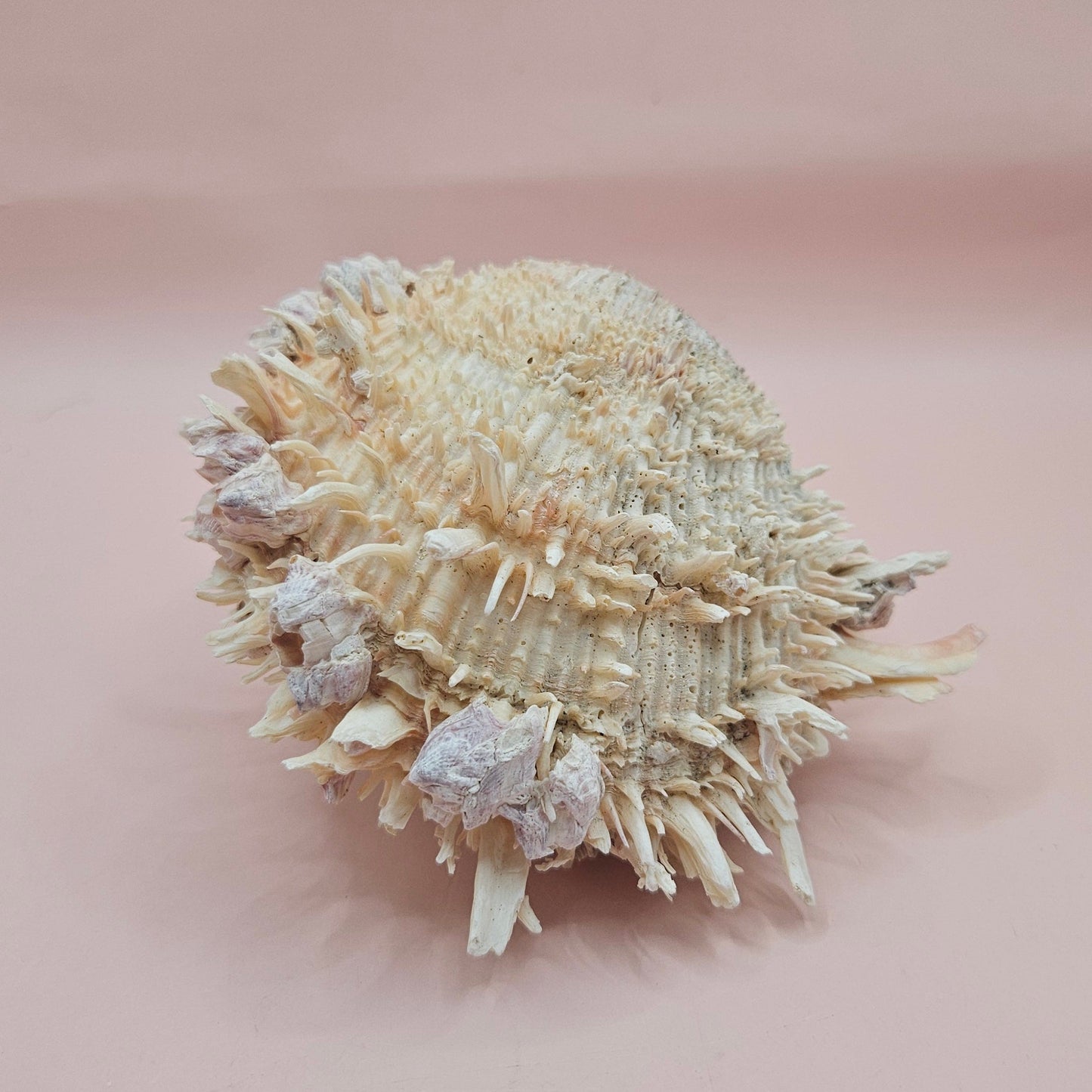 5" Spondylus Shell with Barnacles – Textured Coastal Display Spiny Oyster Shell