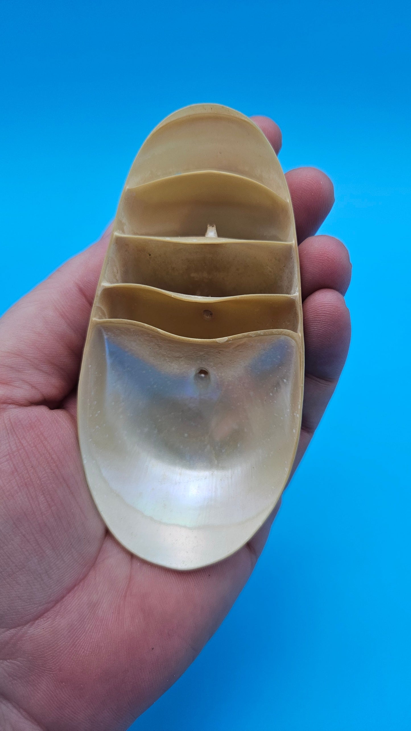 Bottom Cut Pearl Nautilus Shell Base – 4"