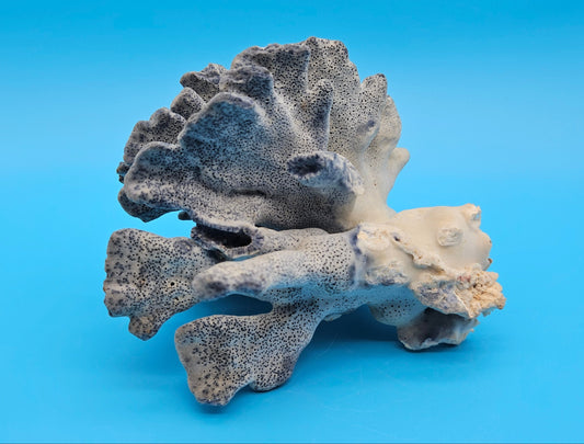 Vintage Blue Ridge Coral – 6" | (Heliopora Coerulea) Marine Life Skeleton