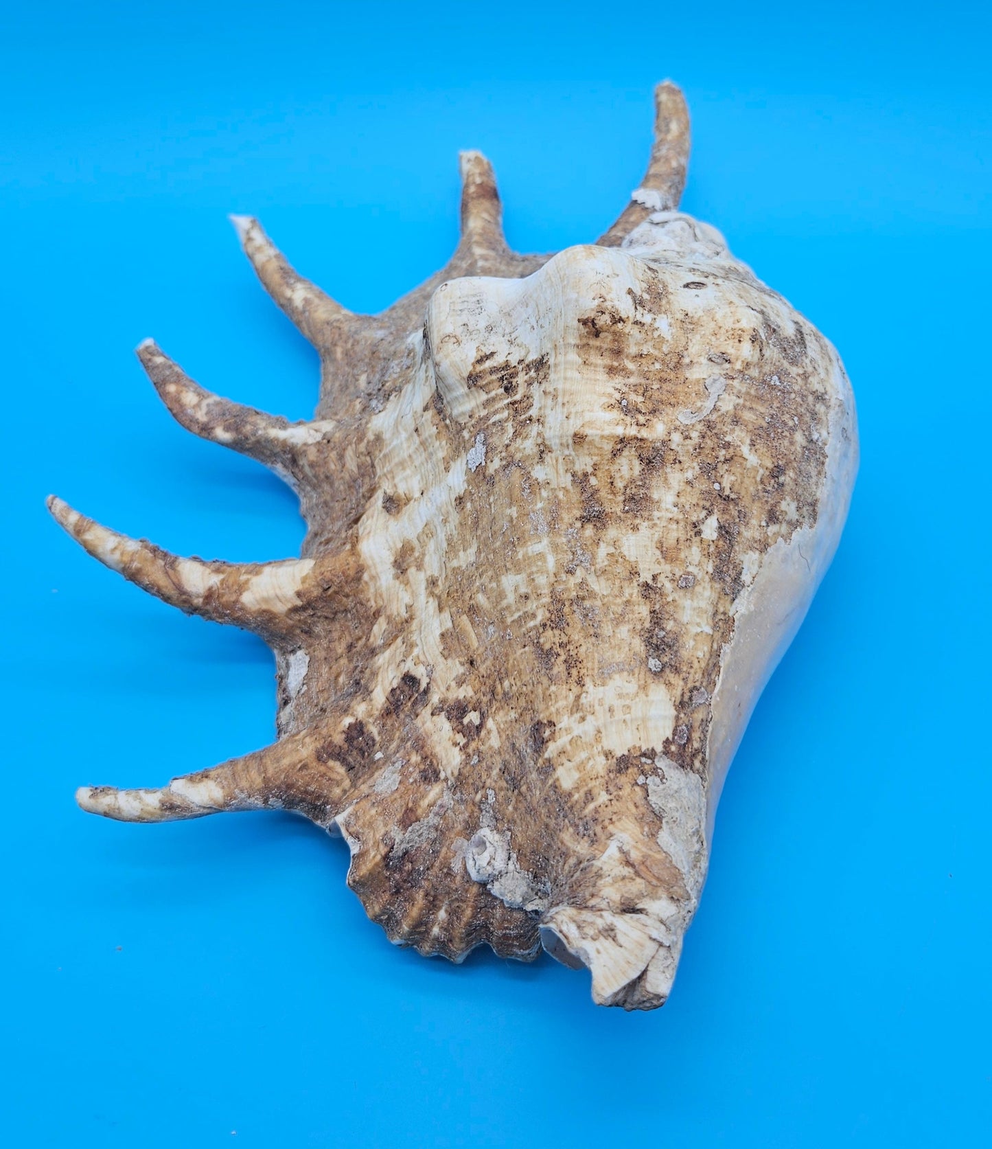 Large Perio Lambis Truncata Display Shell – Premium Coastal Home Decor Specimen (Lambis truncata)