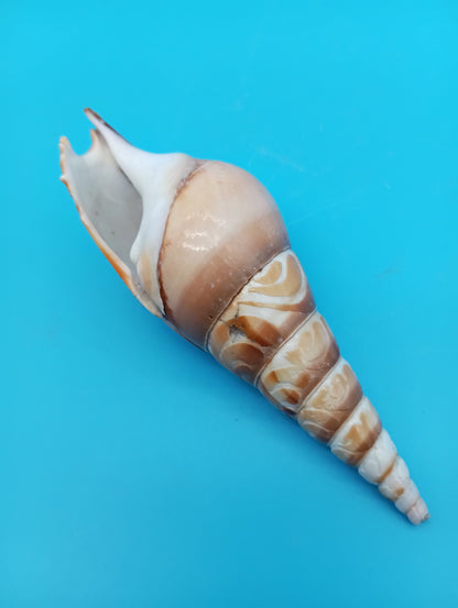 Carved Tibia Shell with Seagull Scene – 4.8"