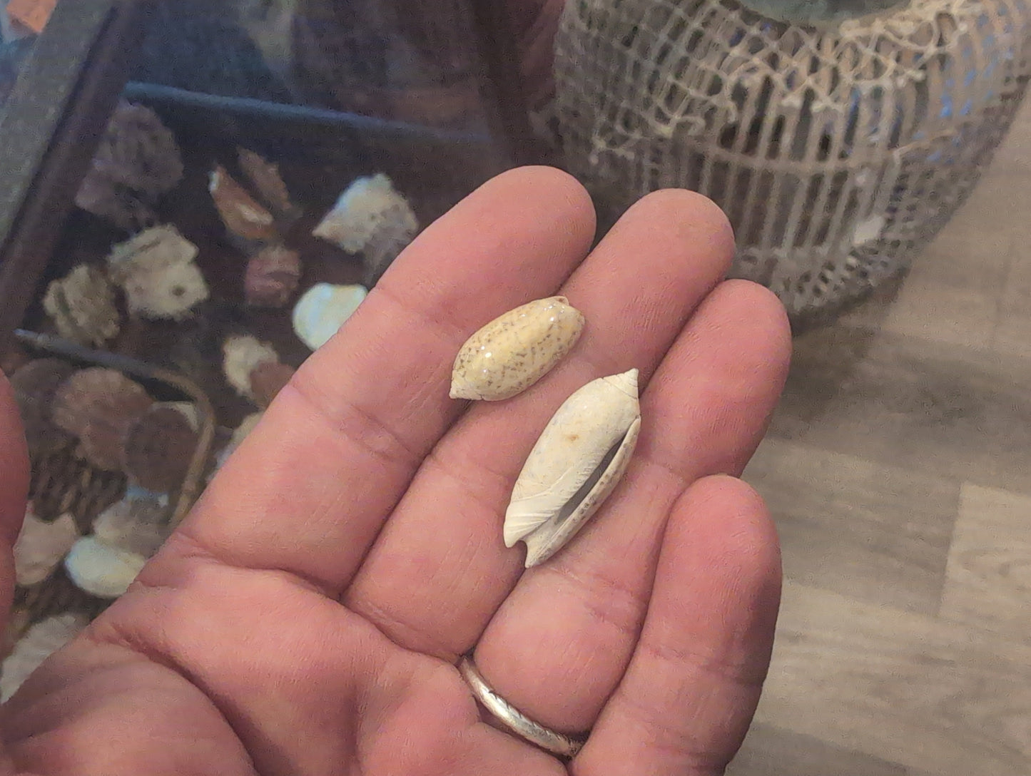 Juvenile Olive Shells