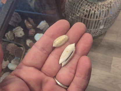 Juvenile Olive Shells