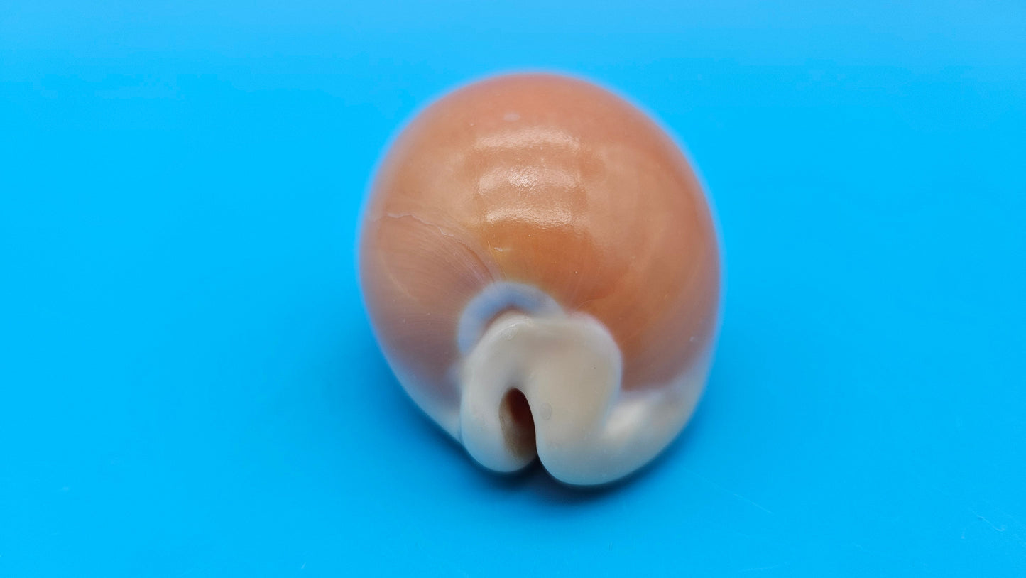 Golden Cowrie Shell – Lyncina aurantium – 3" Display Seashell