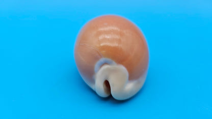 Golden Cowrie Shell – Lyncina aurantium – 3" Display Seashell