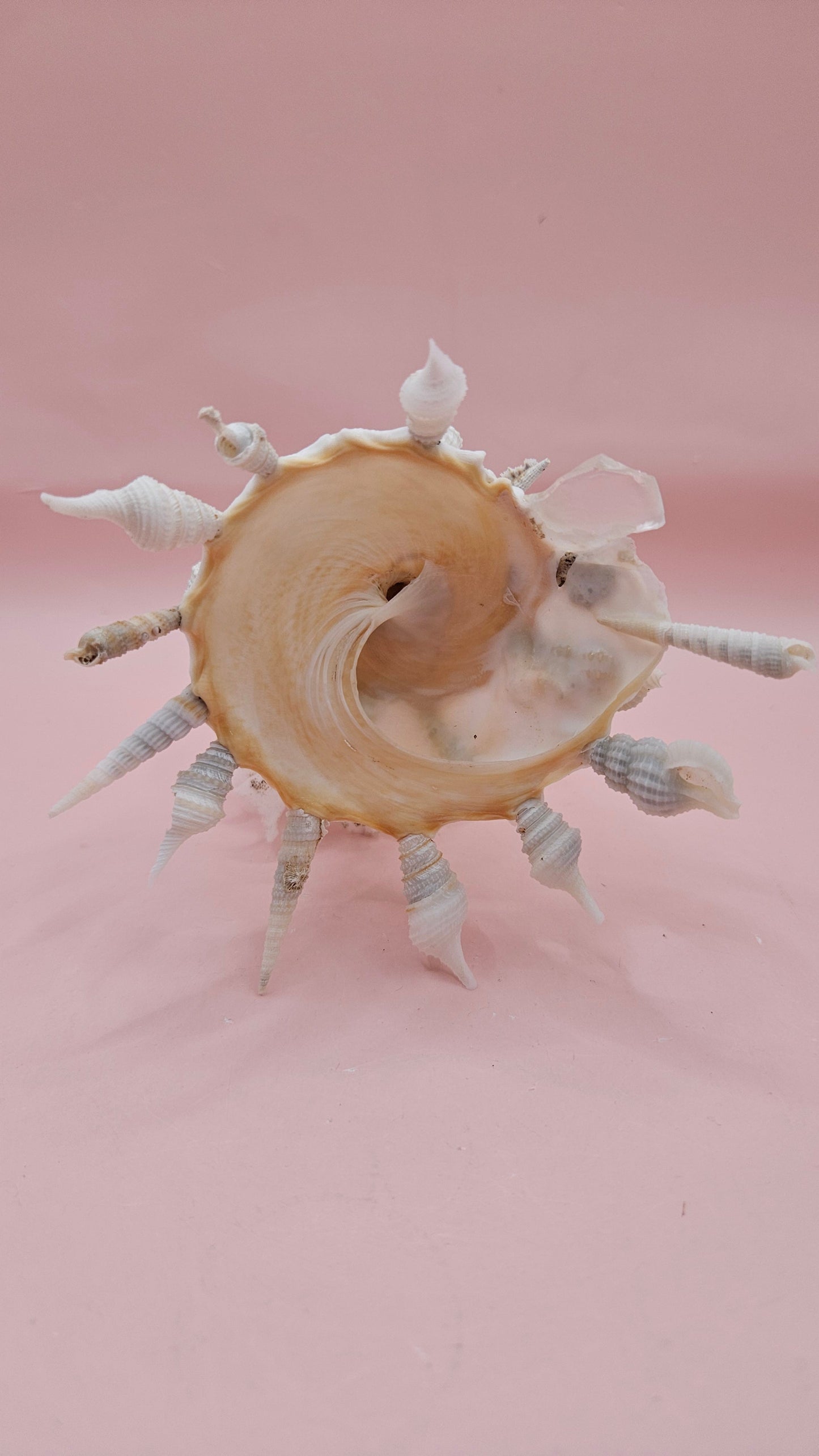 Pallid Carrier Shell with Tube Coral & Seaglass | 5x4 Coastal Display Shell