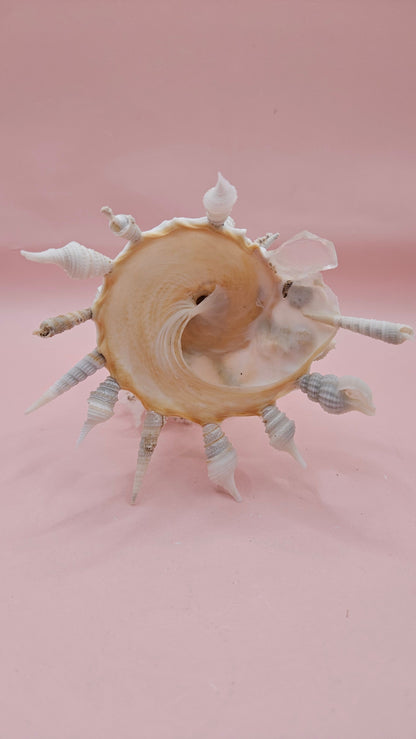 Pallid Carrier Shell with Tube Coral & Seaglass | 5x4 Coastal Display Shell