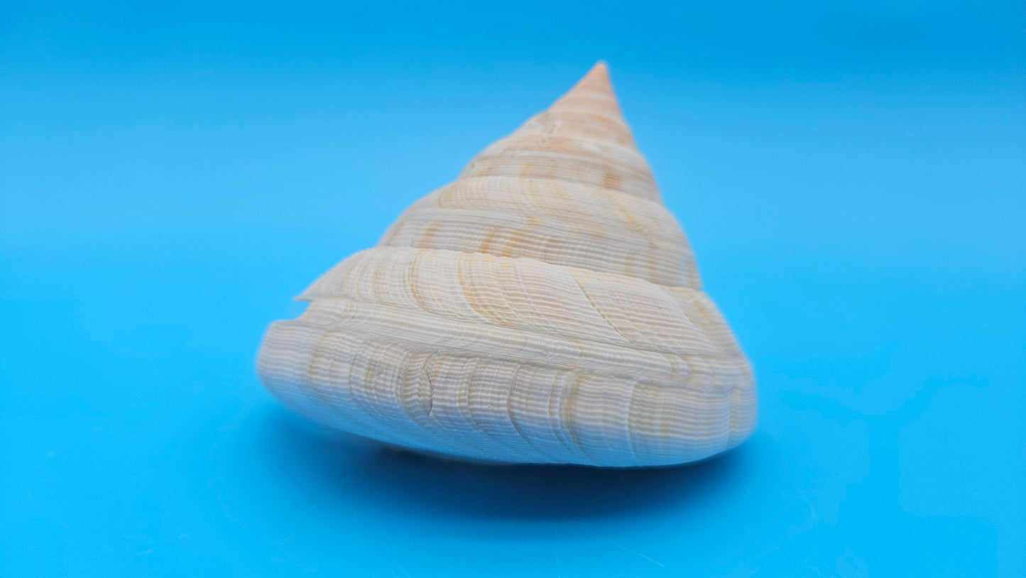 Rare Pleurotomaria hirasei Deep Sea Display Shell with Operculum – 3.9" Nautical Home Decor