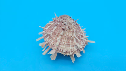 Spiny Spondylus Display Shell Pair 3" – Natural Coastal Décor with Texture