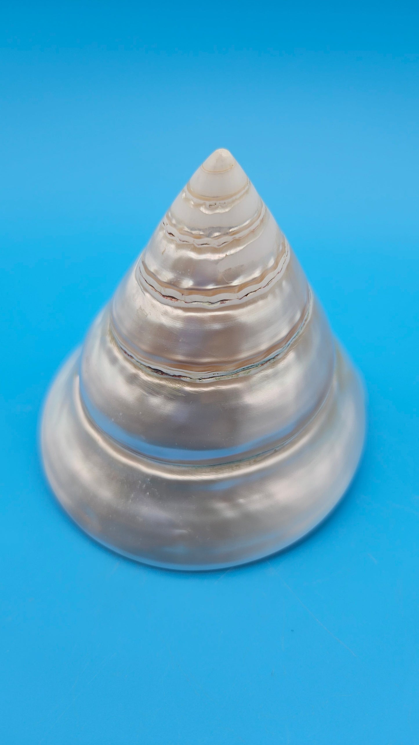 Pearled Trochus Niloticus Shell 4" Polished Spiral Display Shell with Iridescent Finish