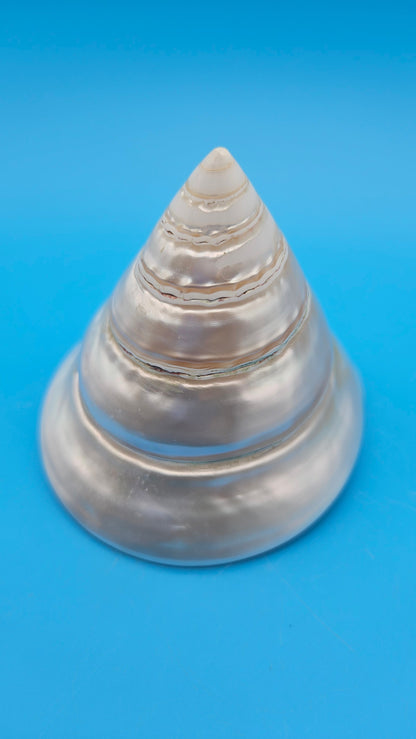 Pearled Trochus Niloticus Shell 4" Polished Spiral Display Shell with Iridescent Finish