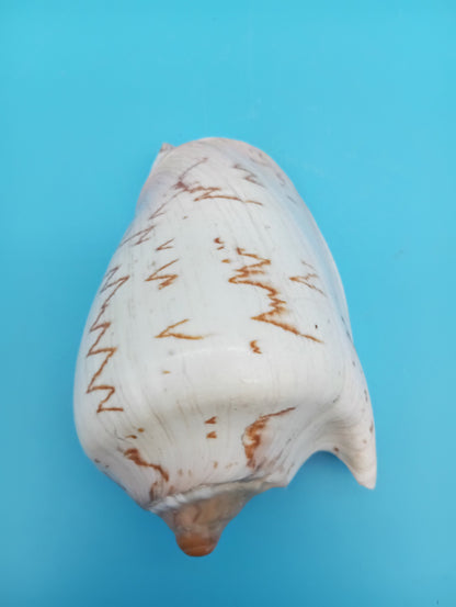 Noble Volute Shell 5" – Premium Coastal Decor Display Cymbiola nobilis