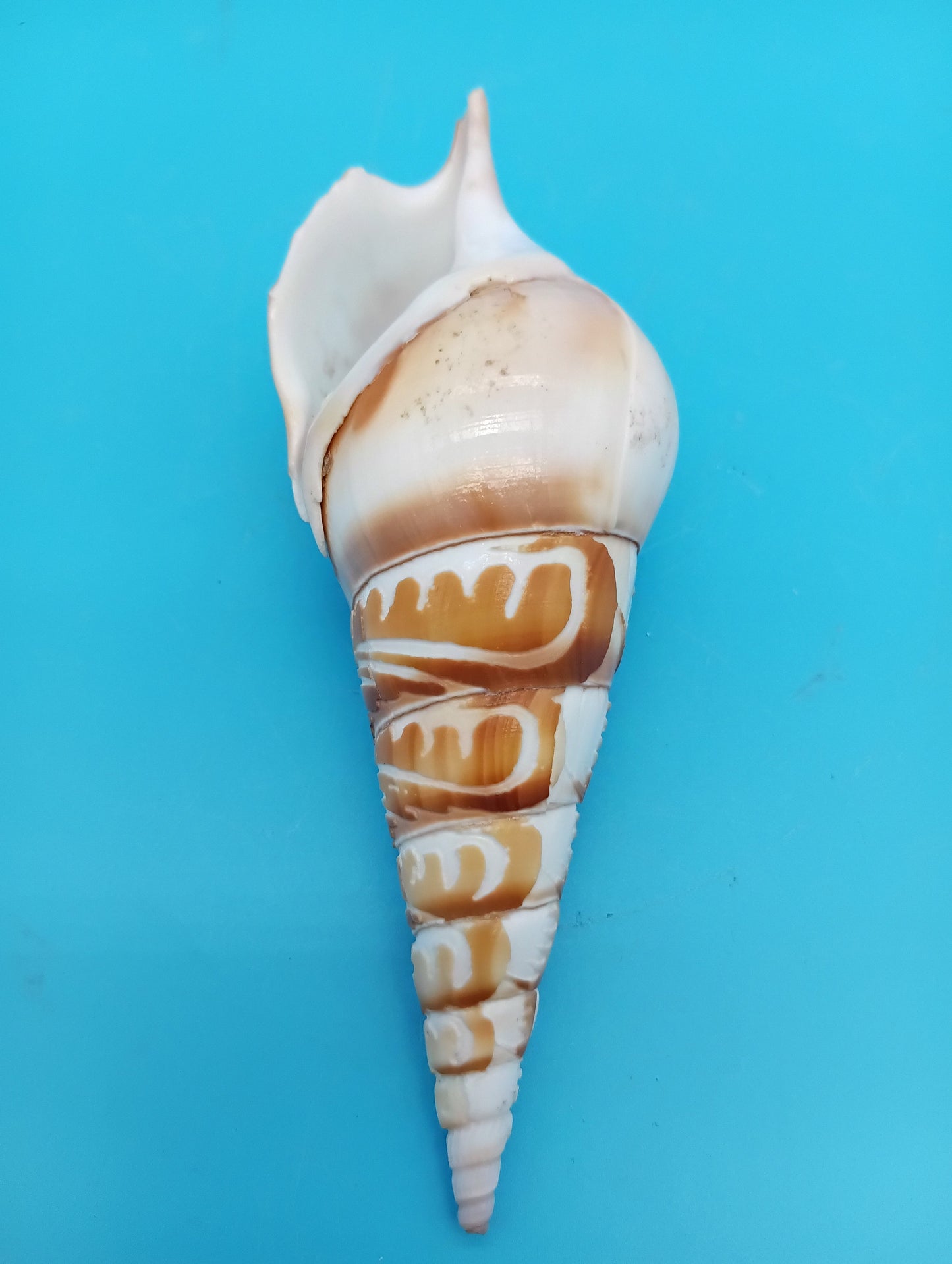 Carved Tibia Shell with Lighthouse Scene – 4.8"