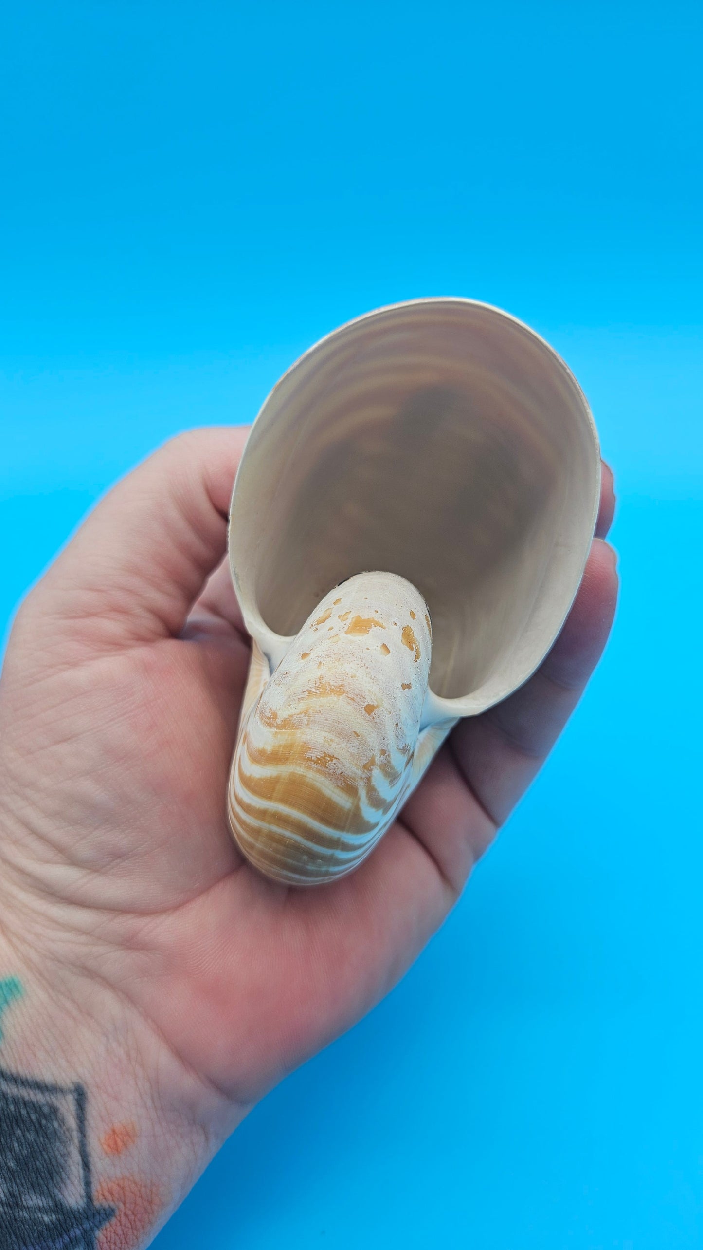 Tiger Nautilus Shell – Striking Natural Ocean Decor 3.6"