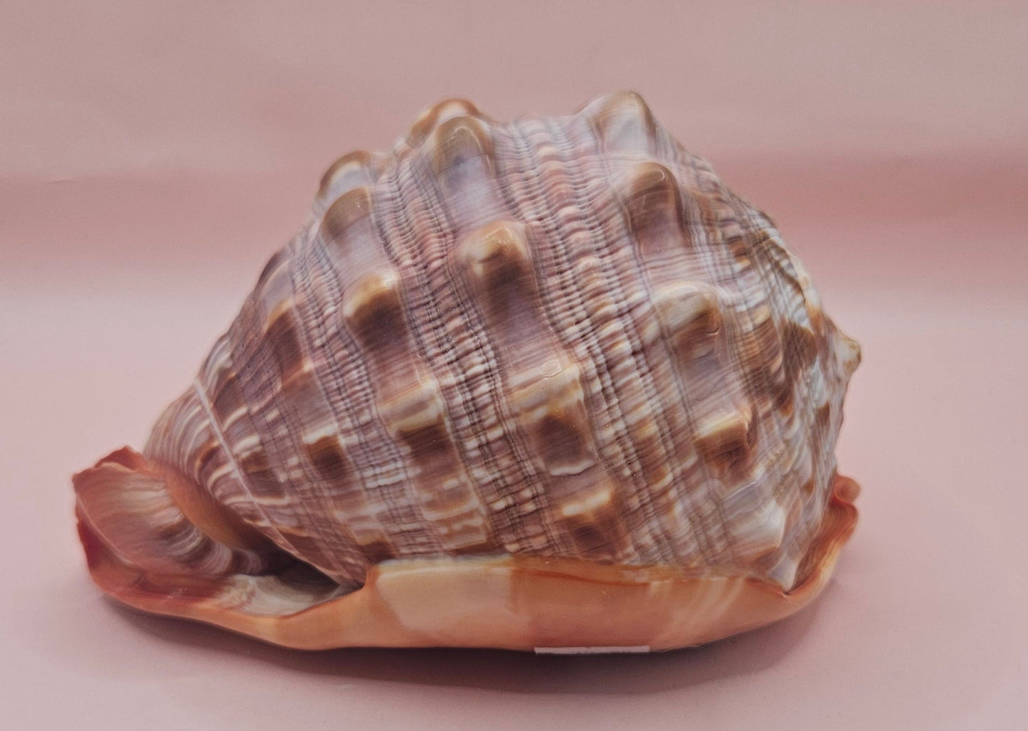 Select Bullmouth Cameo Helmet Shell 7x5x4 Display