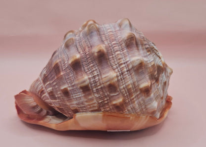 Select Bullmouth Cameo Helmet Shell 7x5x4 Display