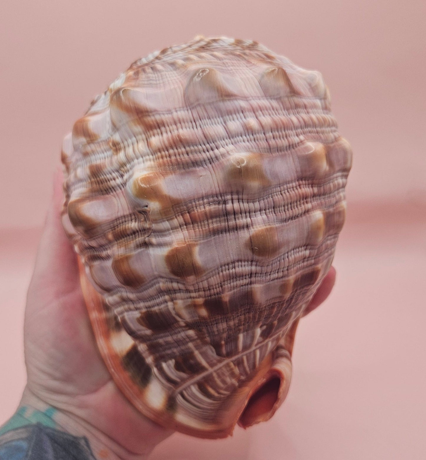 Select Bullmouth Cameo Helmet Shell 7x5x4 Display